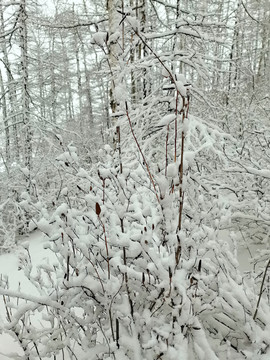 阳春白雪