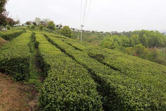 茶山茶园