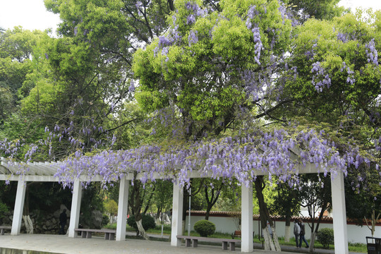 紫藤长廊