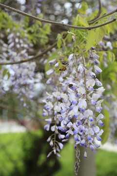 紫藤花开的季节