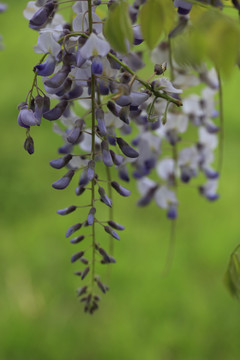 一串紫藤花