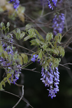 紫藤花穗