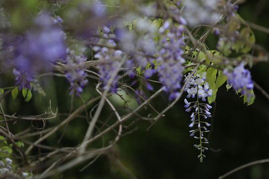 紫藤花穗