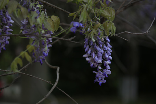 紫藤花开