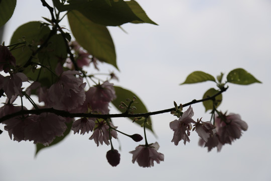 逆光樱花