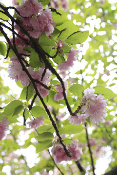 樱花烂漫