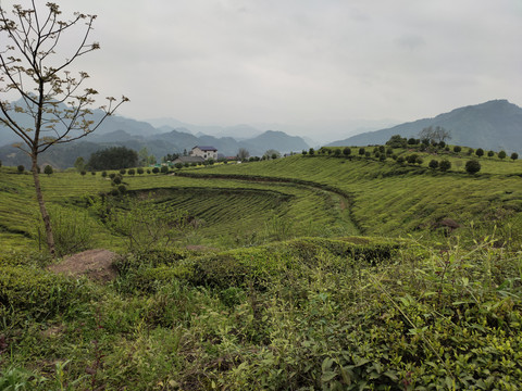 茶树种植