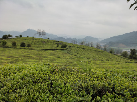 高山绿茶