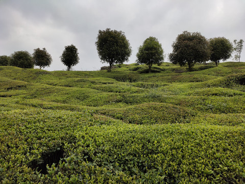 茶树