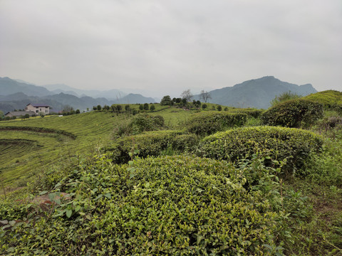 茶树种植
