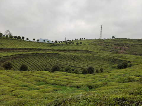 茶树种植