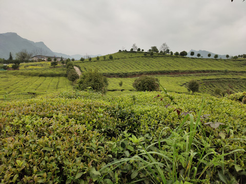 一大片茶树