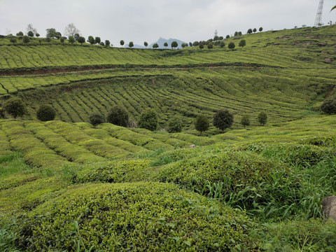 茶园茶山