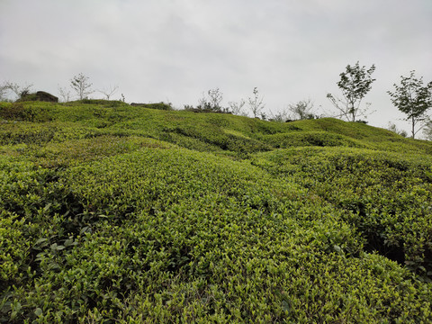 茶叶种植基地