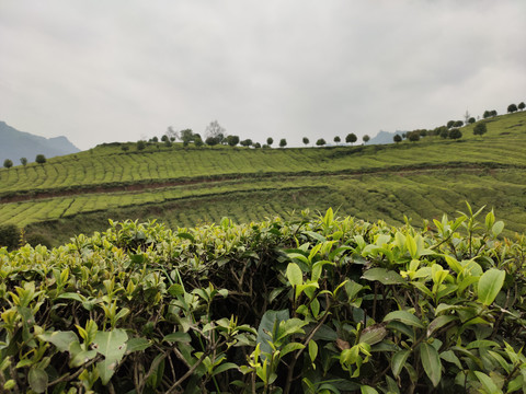 茶树种植