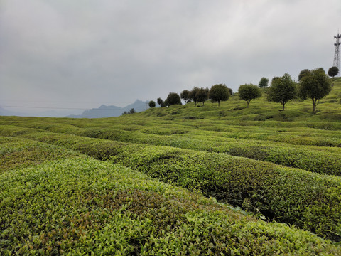 生态茶园