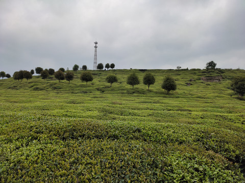 绿茶种植基地