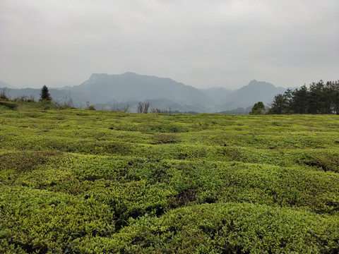 高山茶场