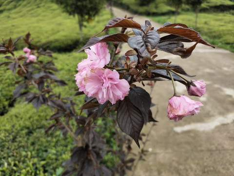 茶园里的樱花开了