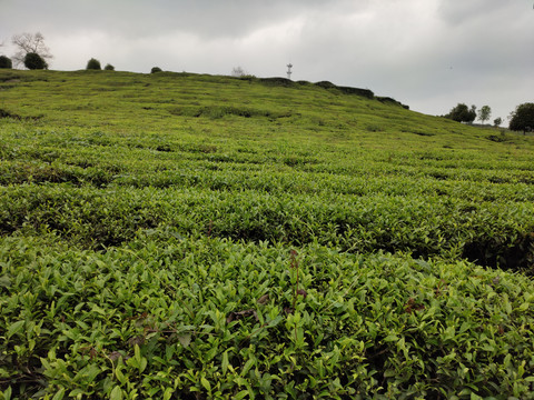 茶山