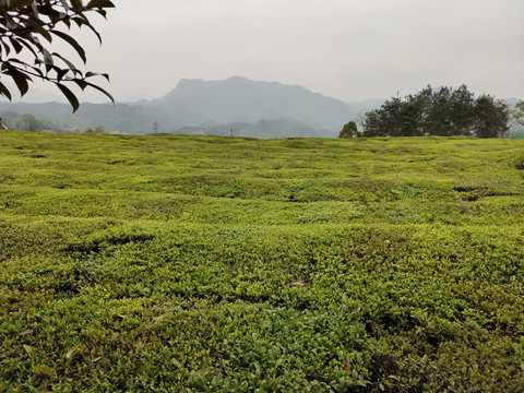 生态茶园