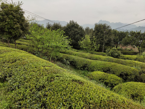 高山绿茶