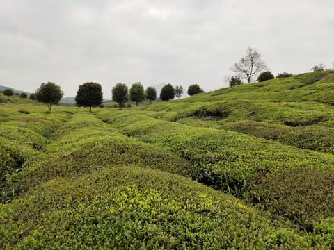 茶园背景