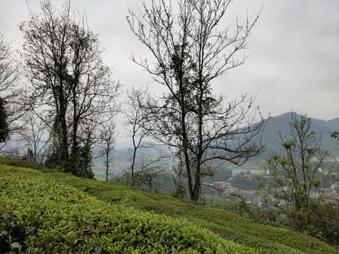 高山绿茶