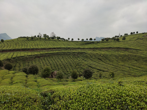 高山绿茶