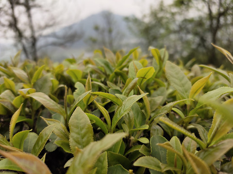 茶叶种植基地