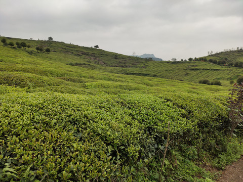 茶园背景