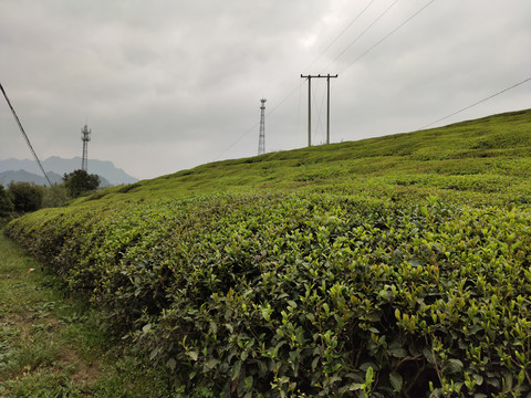 茶树种植