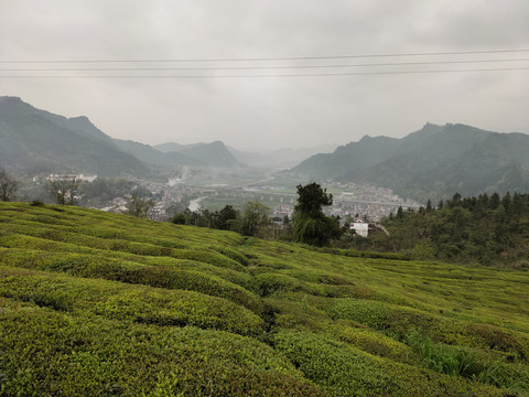 高山茶园与城镇