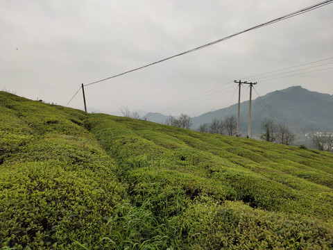 高山茶园