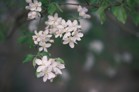 玉渊潭桃花