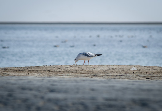 青海西台吉乃尔湖边的鸟类