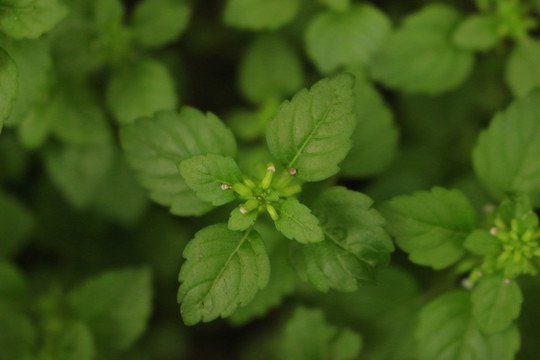 细风轮菜特写镜头