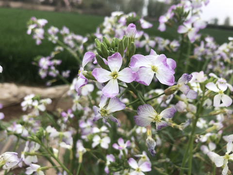 油菜花