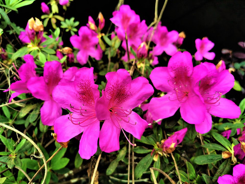 月季花印山红