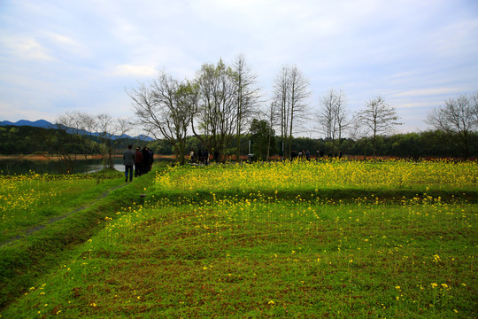 油菜花田野