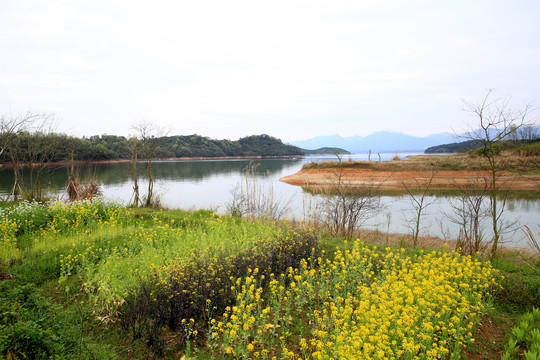 油菜花