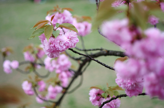 樱花