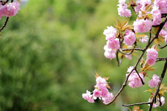 樱花