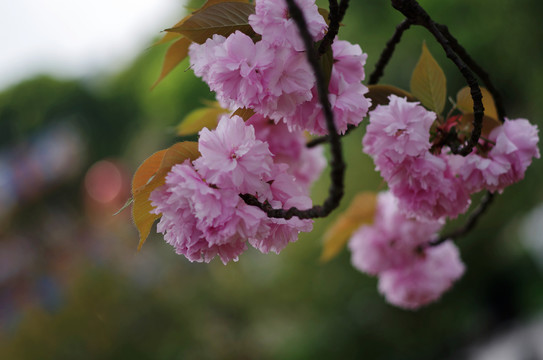 樱花