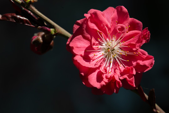 桃花特写