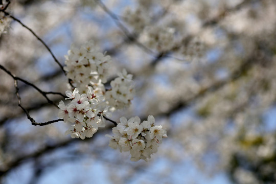 樱花