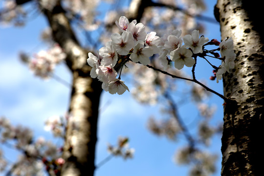 樱花