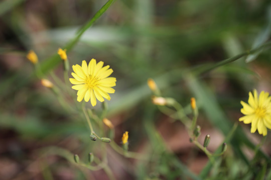 翅果菊