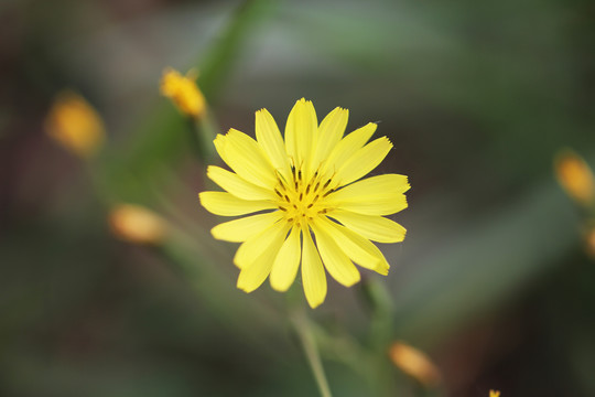 翅果菊