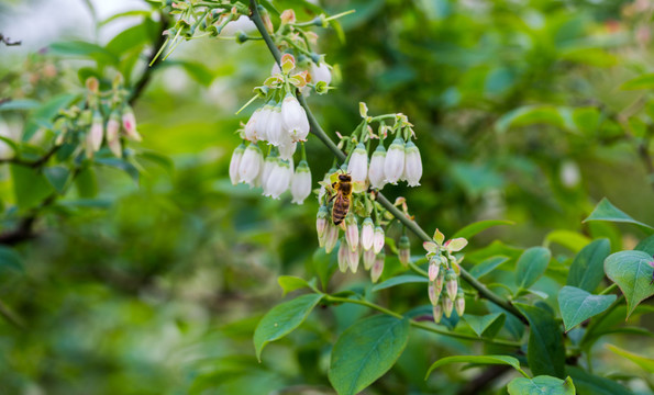 蓝莓花